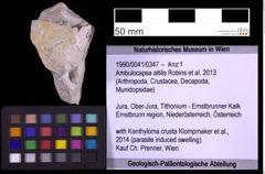Foto (Objekt + Etiketten) von Ambulocapsa altilis (Robins et al., 2013) (NHMW-GEO-1990-0041-0347)